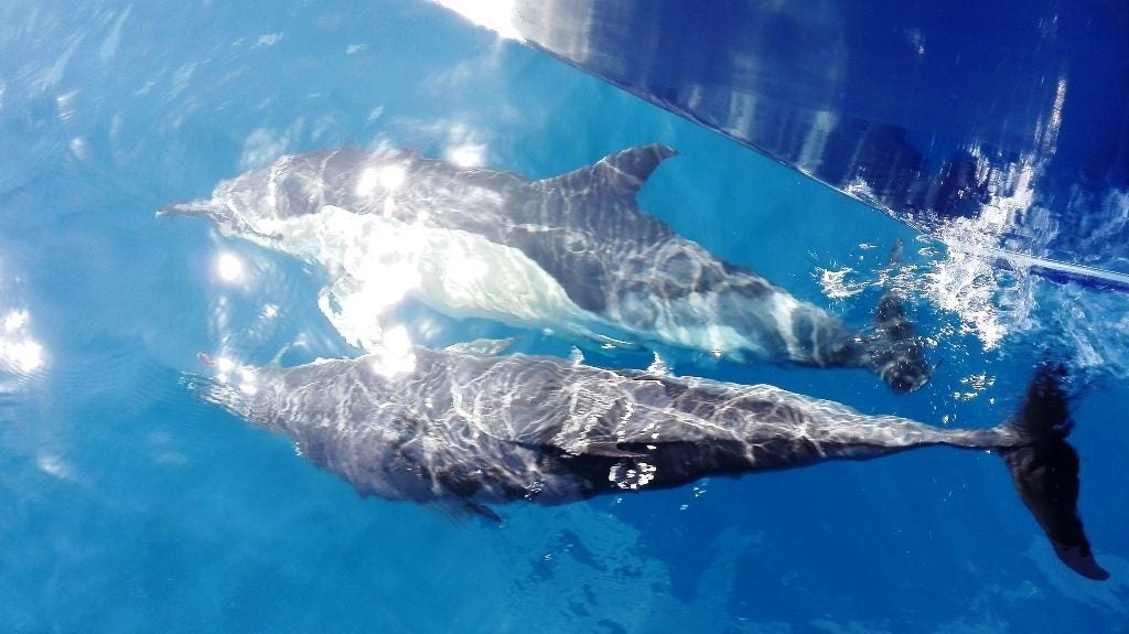 Al fin la recompensa, no estábamos solos, nos acompañaban los juguetones delfines. Foto de Elena