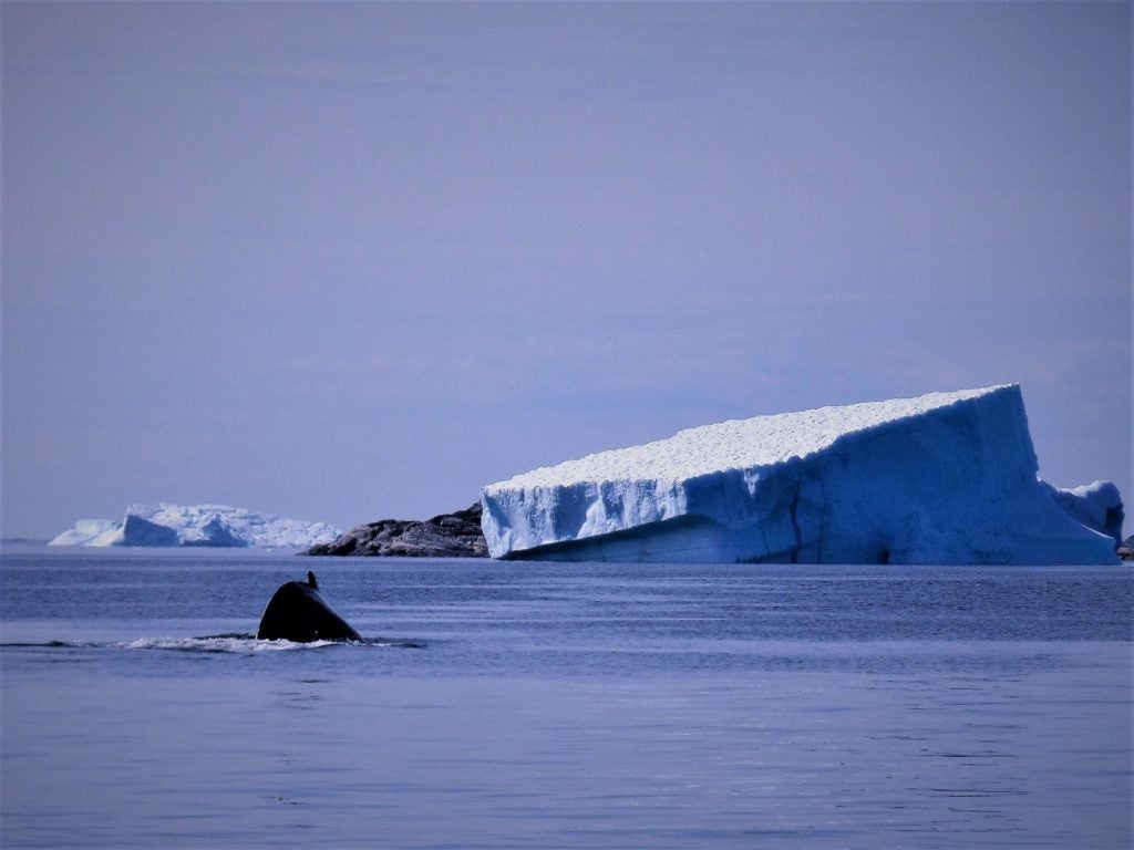 Unas de mis primeras ballenas, en la costa, cerca de la isla de Sarlooq 2014