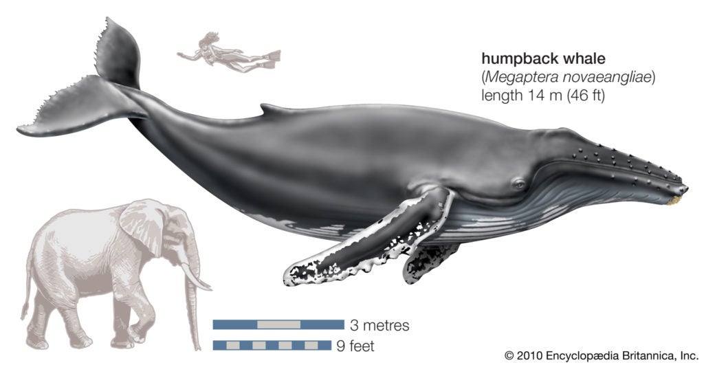 Comparación de tamaños con una Ballena jorobada