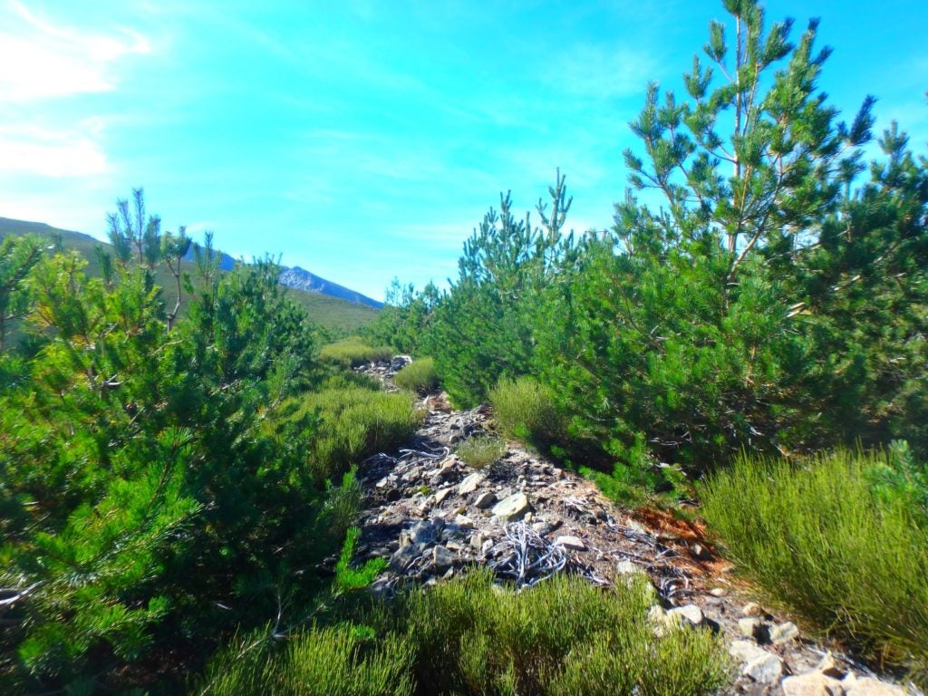 Sigo rumbo 203º a pesar de estar metido en esta zona de pinos jóvenes, 