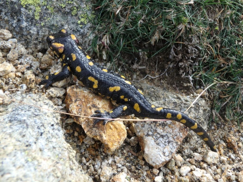 Salamandra de Gredos