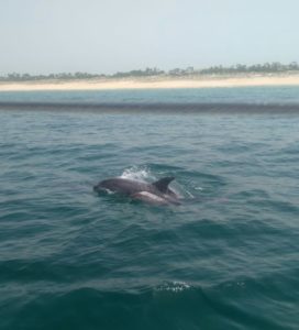 delfines