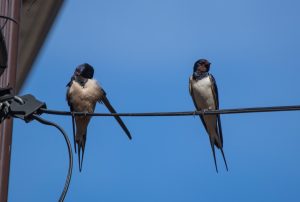 img_0786-pareja