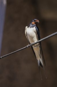 img_0791-golondrina-2