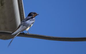 golondrina-de-perfil