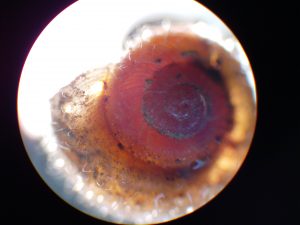 Caracol de unos 2 cm de diámetro fotografiado con la cámara que se adapta al microscopio.