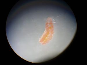 Larva aparecida en una agalla del fruto de una amapola.