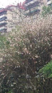 almendro