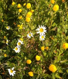 flores-invierno-2