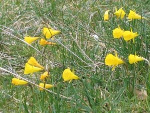 narcisos-ii