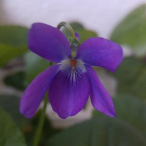 violeta