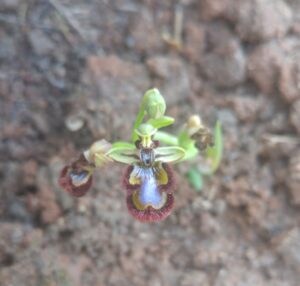 ophrys-speculum-o-espejo-de-venus