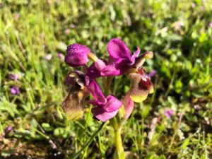ophrys-tenthredinifera-manuel-romero