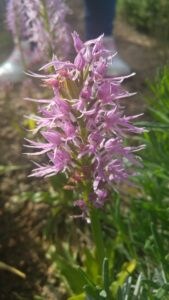 orchis-italica-o-flor-del-hombre-desnudo
