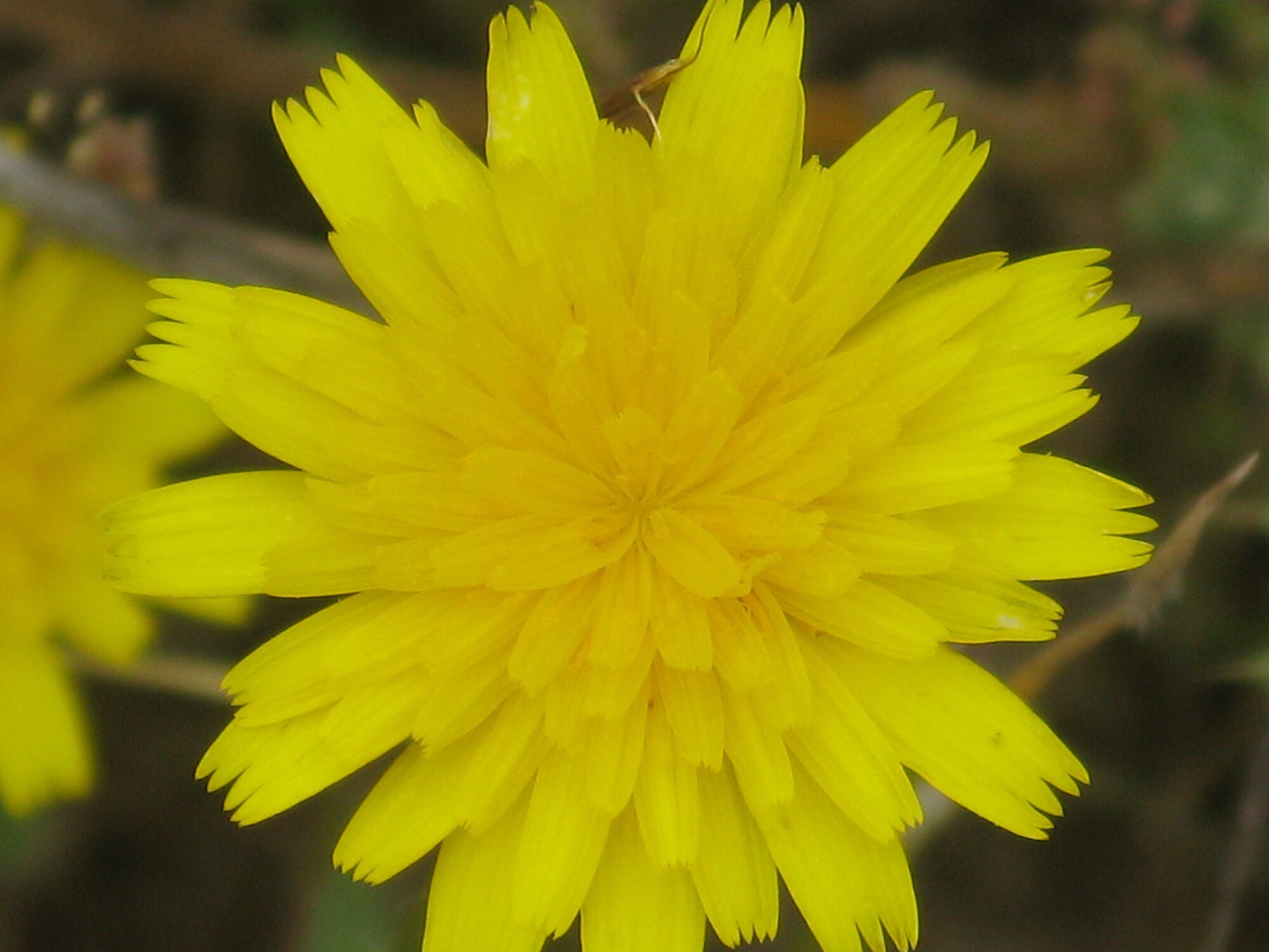 LOS NOMBRES DE LAS FLORES (II) | Vivir con la naturaleza - Blogs hoy.es