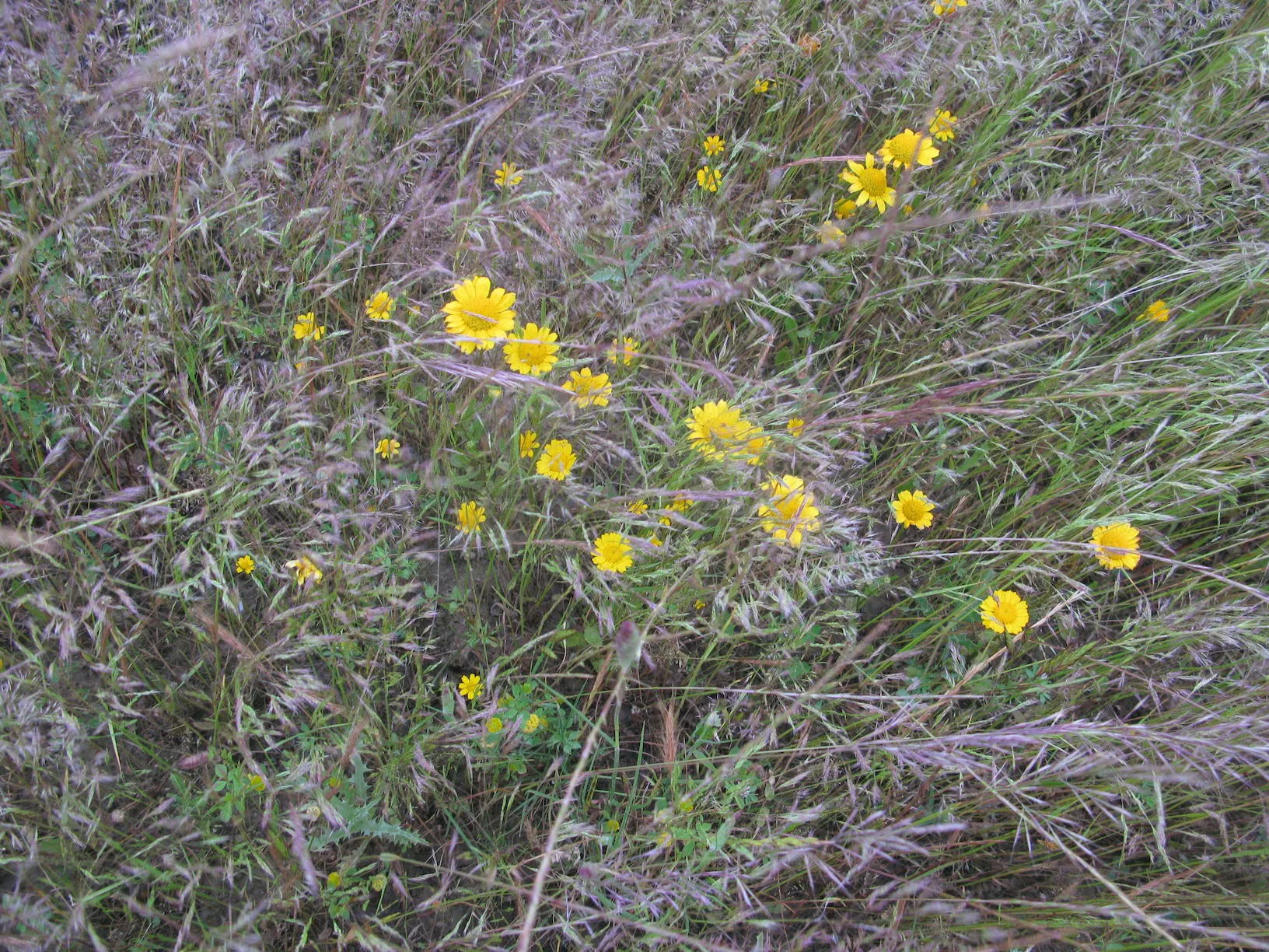 LOS NOMBRES DE LAS FLORES (II) | Vivir con la naturaleza - Blogs hoy.es