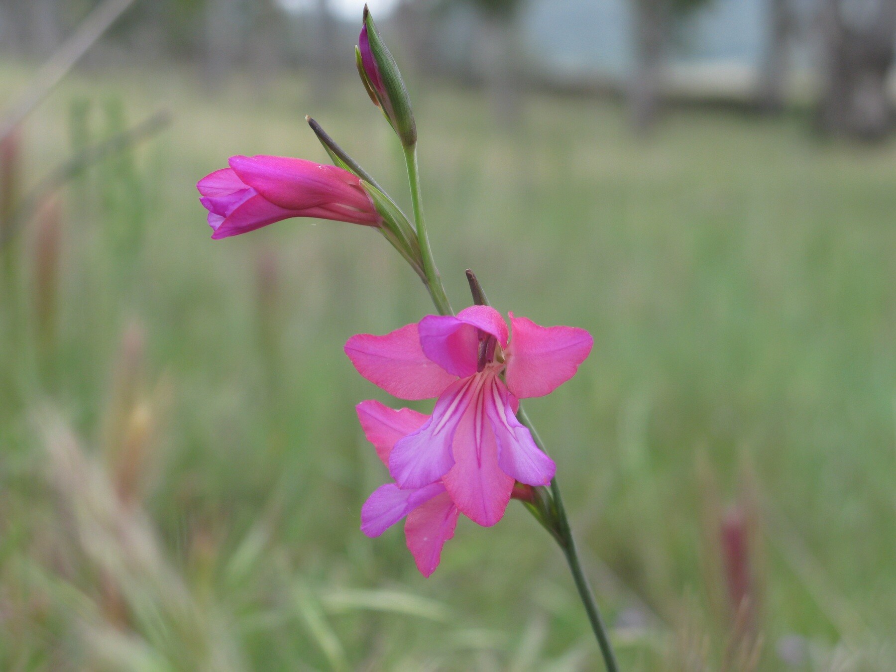 LOS NOMBRES DE LAS FLORES (II) | Vivir con la naturaleza - Blogs hoy.es