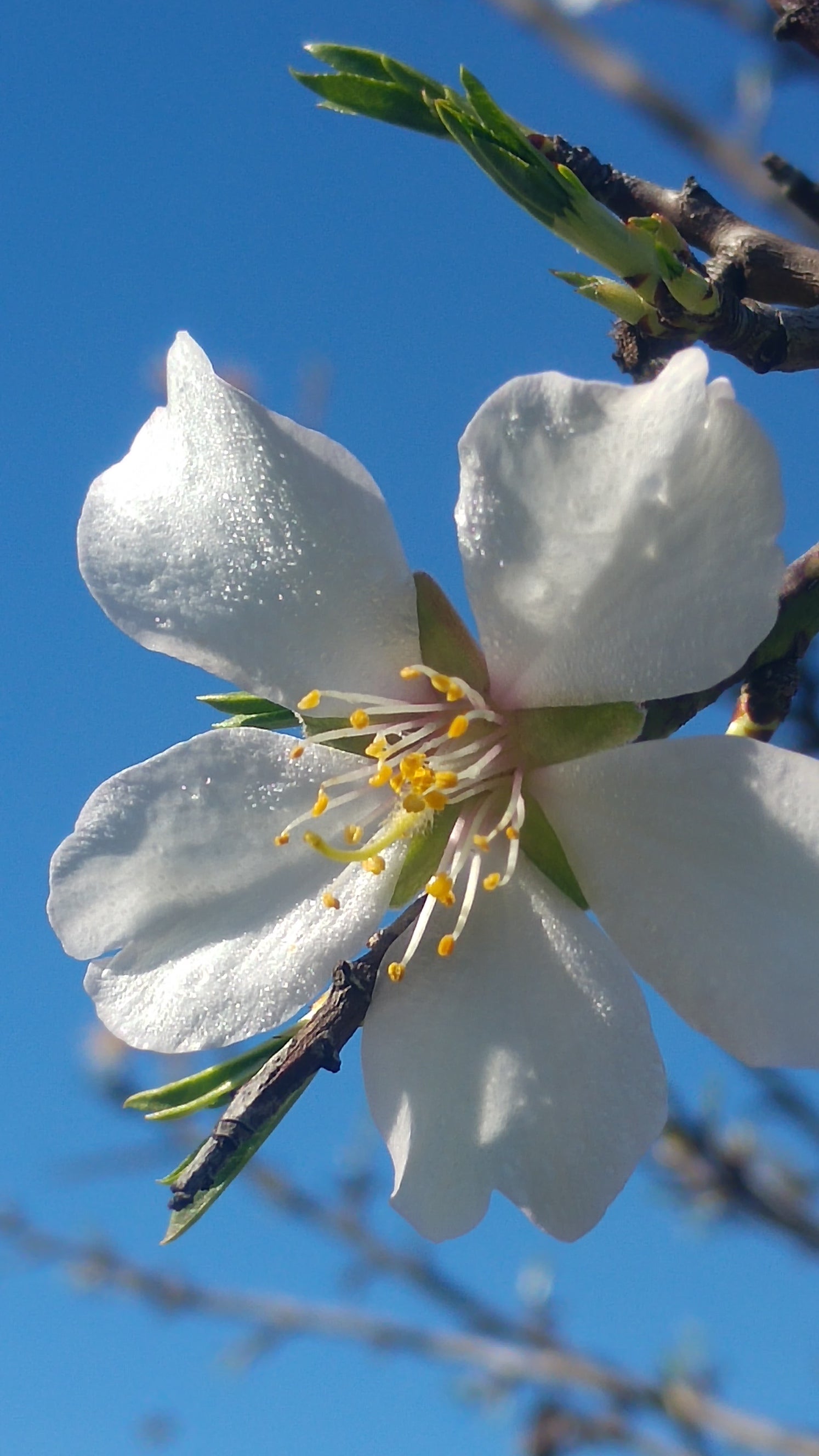 EL ALMENDRO, FLOR DE INVIERNO | Vivir con la naturaleza - Blogs 