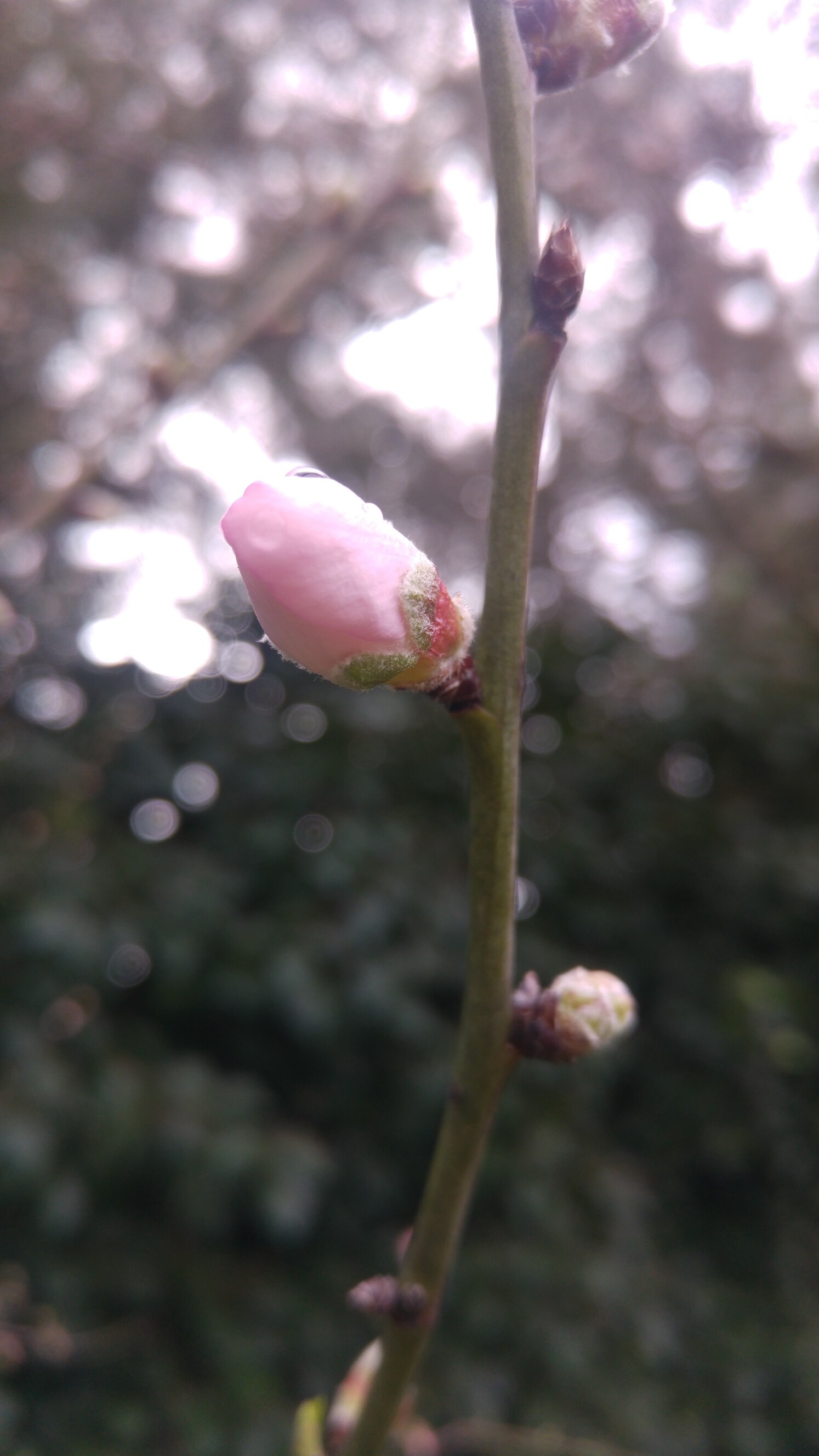 EL ALMENDRO, FLOR DE INVIERNO | Vivir con la naturaleza - Blogs 