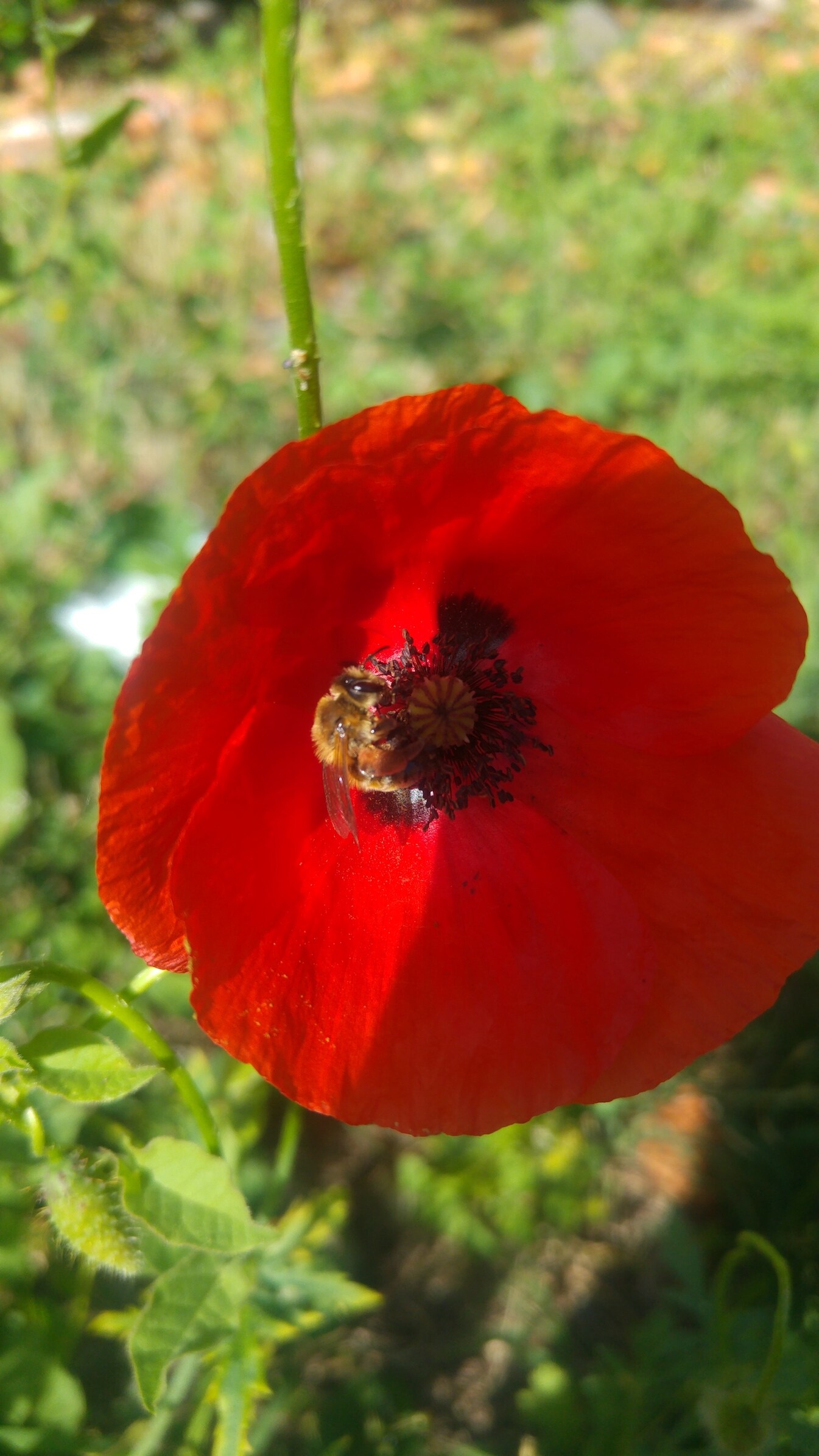 Por qué hoy es el Día de la Amapola?