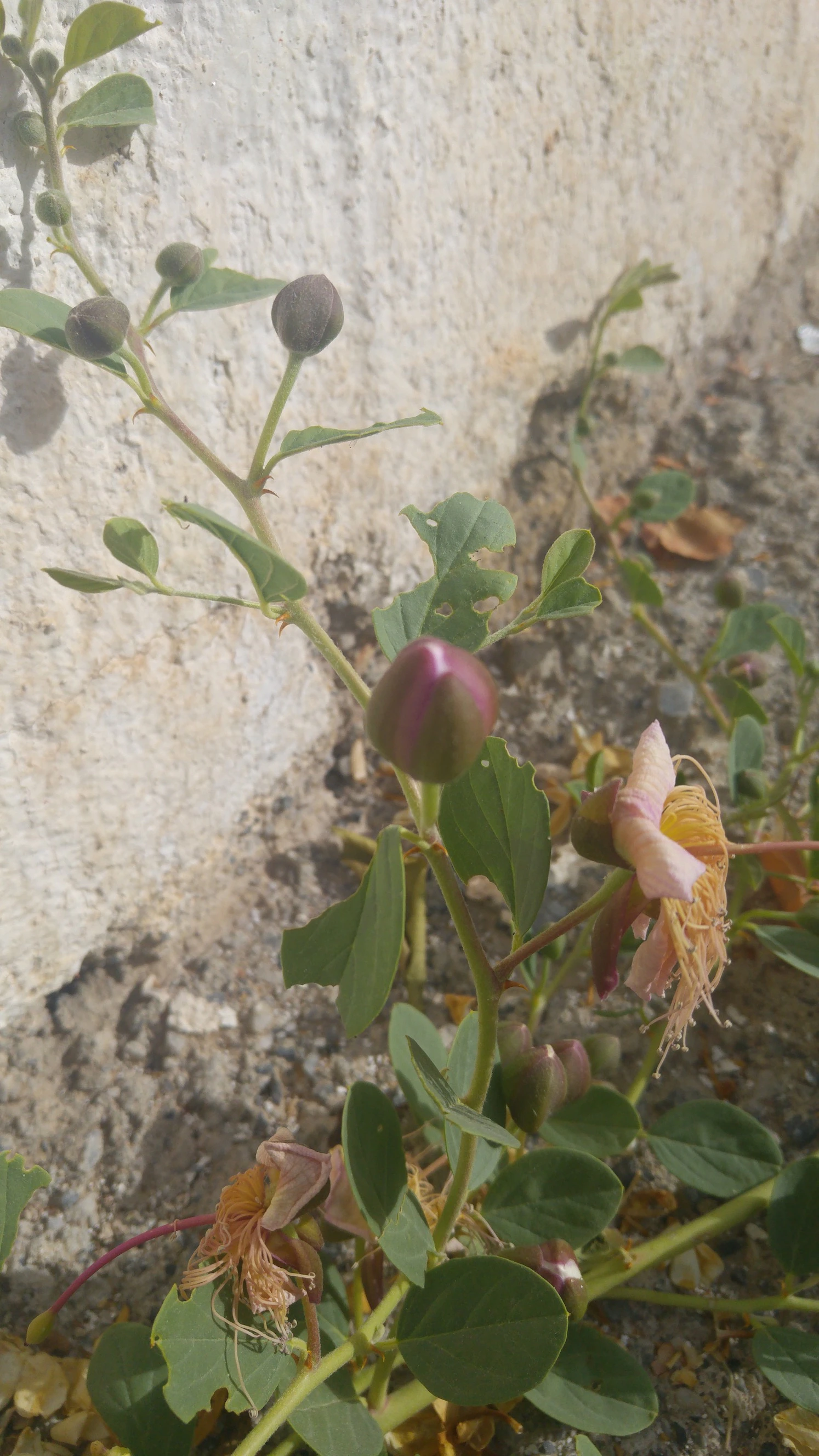 planta de alcaparras