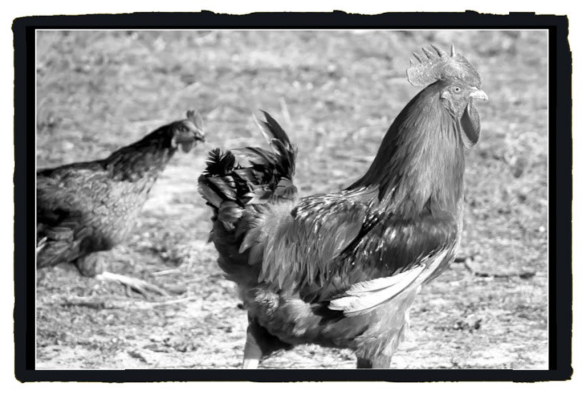 Los gallos y gallinas sacrificados a los demonios tenían que ser negros y robados (Jimber para Extremadura Secreta)