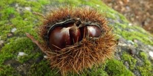 En el camino podemos encontrar algunas castañas, aunque aquí abundan sobre todo los pinos de repoblación.