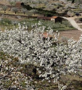 Los senderistas saben que aún es pronto para ver la floración del cerezo