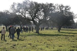 Ruta por la dehesa de Toril.: HOY