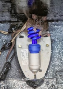 La rata que apareció delante del objetivo de Lorenzo Cordero ya se ha hecho famosa.