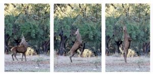 Un ciervo en Monfragüe alimentándose de las hojas de los árboles (2012).
