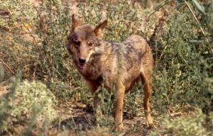 Lobo criado en cautividad fotografiado en un centro de reproducción en Monroy (1992).