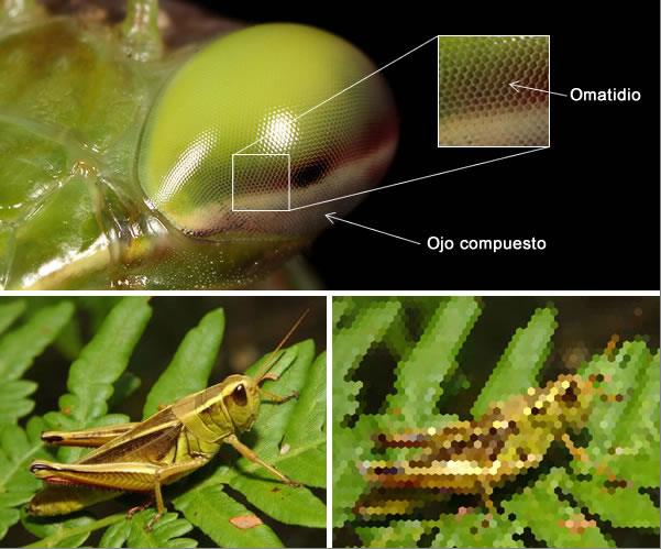 Emular los ojos de la Mantis religiosa puede salvar vidas | Ciencia ...