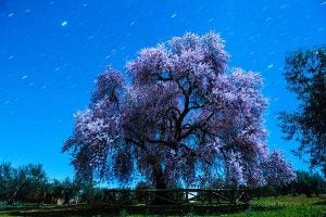 Visión del Almendro Real bajo la luz de la luna./ Víctor Gibello