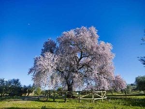 Almendro Real en plena floración. / Víctor Gibello