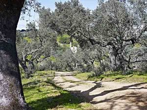 Camino de acceso al Convento de la Luz (V. Gibello).