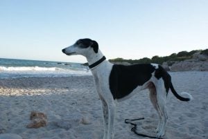Pirata, del zulo al paraíso.