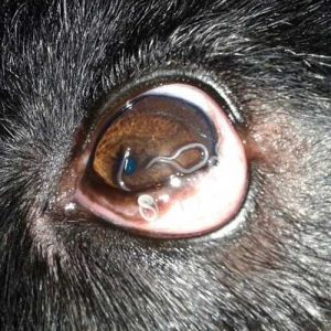 Thelazia desarrollada en el ojo canino.
